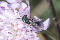 Ceratina chalybea