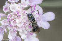 Ceratina cucurbitina