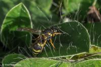 Allodynerus delphinalis