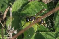 Allodynerus delphinalis