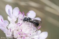 Ceratina cucurbitina