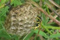 Polistes opinabilis