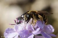 Halictus scabiosae