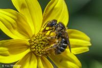 Lasioglossum leucozonium