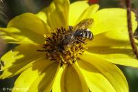 Lasioglossum calceatum