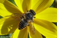 Megachile centuncularis