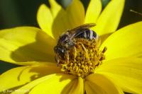 Lasioglossum leucozonium