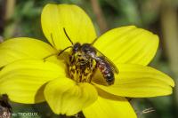 Lasioglossum calceatum