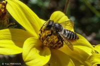 Megachile centuncularis