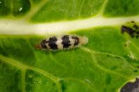 Hyposoter ebeninus
