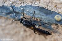 Coelichneumon desinatorius