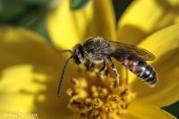 Lasioglossum calceatum