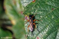 Pimpla rufipes