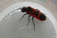 Caenolyda reticulata