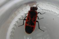 Caenolyda reticulata