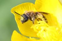 Andrena angustior