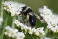 Andrena cineraria