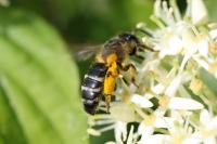 Andrena flavipes