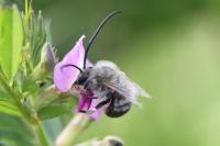 Eucera nigrescens