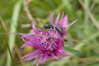 Ceratina