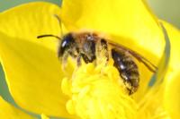 Andrena angustior