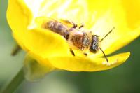 Andrena angustior