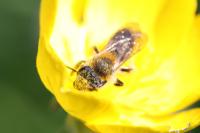 Andrena angustior