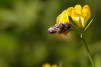 Megachile