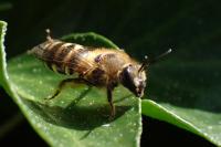 Colletes hederae