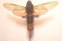 Urocerus gigas