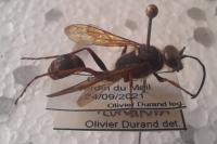 Sceliphron curvatum