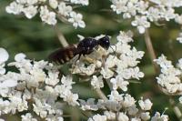 Lestica clypeata
