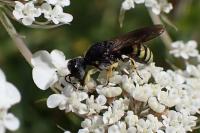 Lestica clypeata