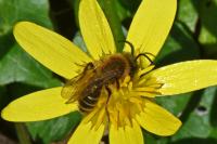 Andrena