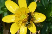 Nomada