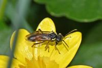 Aglaostigma aucupariae