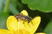 Aglaostigma aucupariae