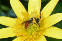 Sphecodes