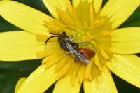 Sphecodes