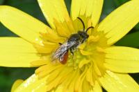 Sphecodes