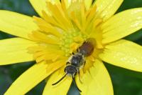 Sphecodes