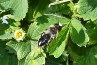 Andrena