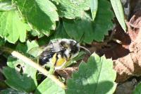 Andrena