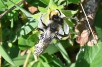 Andrena