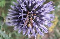Polistes dominula