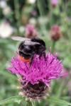 Bombus lapidarius