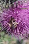 Halictus scabiosae
