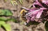 Bombus pascuorum