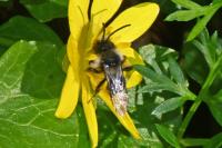 Andrena