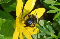 Andrena